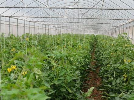驚！山西某智能農業終于擁有大棚溫濕度監控系統