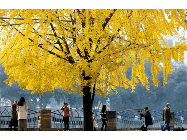 邁世視野：成都環(huán)衛(wèi)工拋銀杏葉視頻意外走紅，快樂(lè)原來(lái)如此簡(jiǎn)單